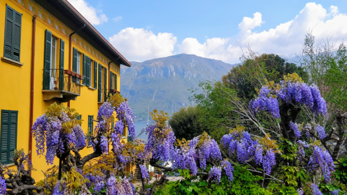 bellagio glycine lac de come