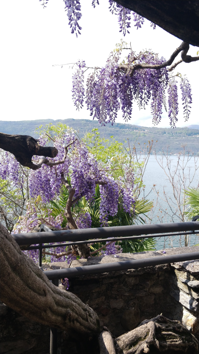 glycine ermitage lac majeur