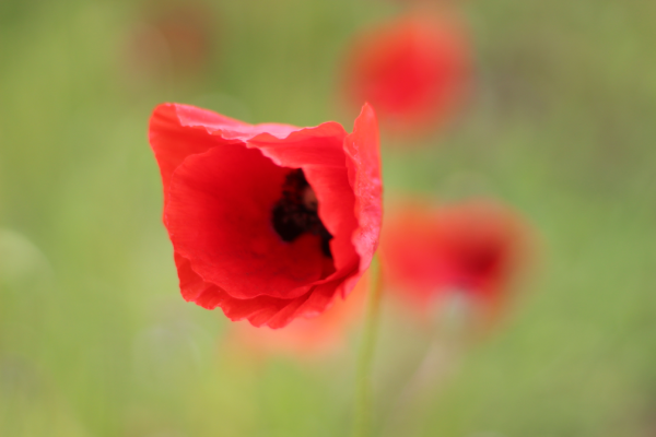 coquelicot Latium