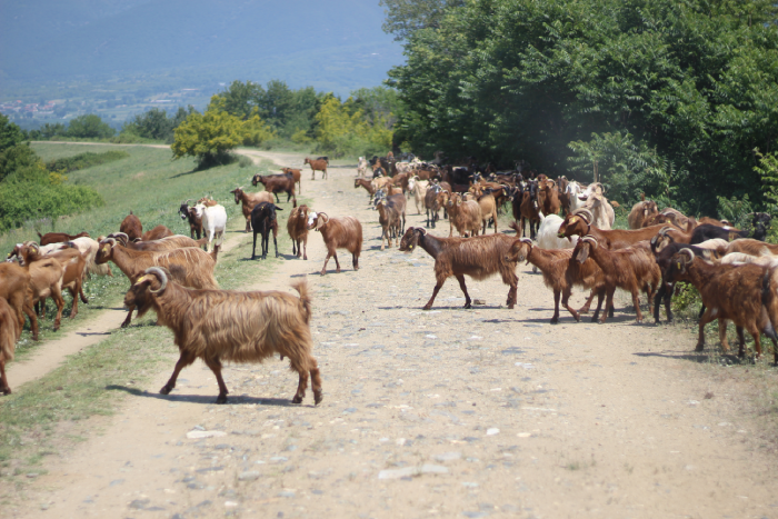 biquettes en kerkini