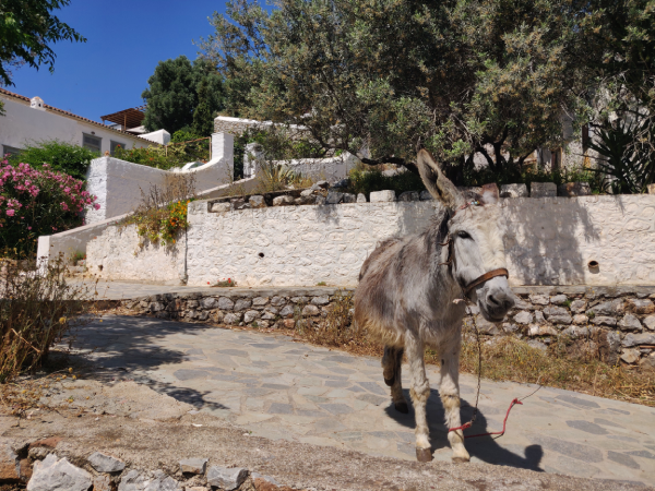 âne à hydra