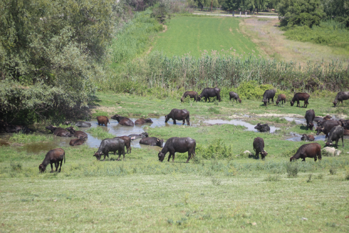 vaches d'eau kerkini