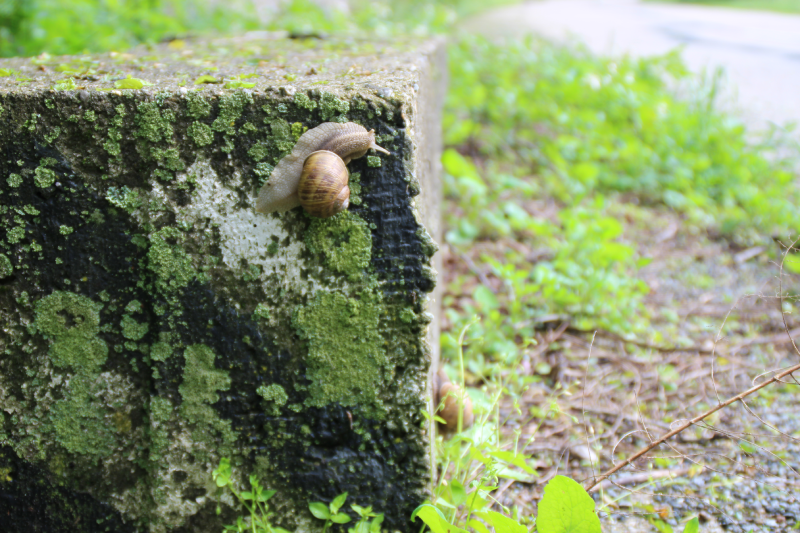 escargot