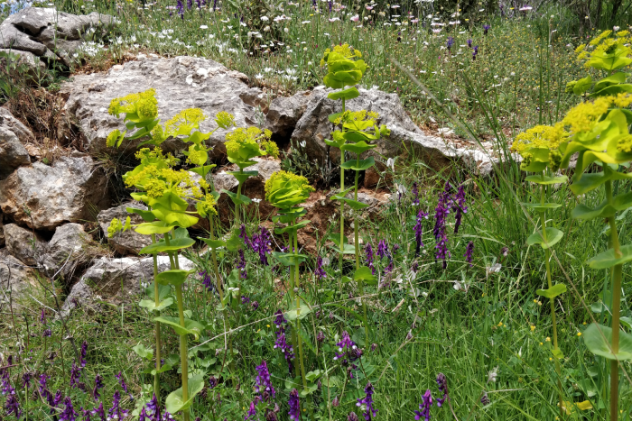 fleurs gorges de lousios