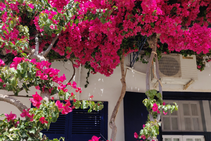 fleurs hydra île ruelle