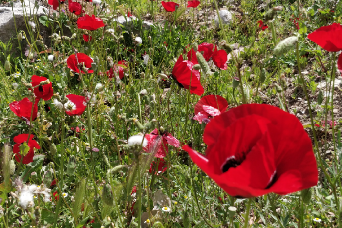 coquelicots à épidaure