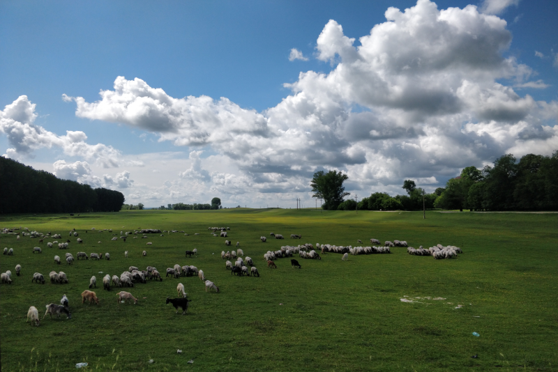 plaines vertes roumanie