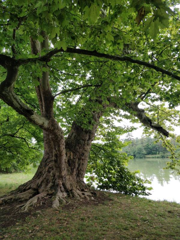 arbre tchéquie