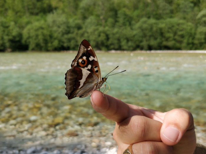 papillon soca slovénie