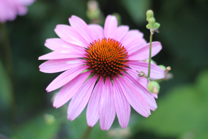 fleur autriche vienne